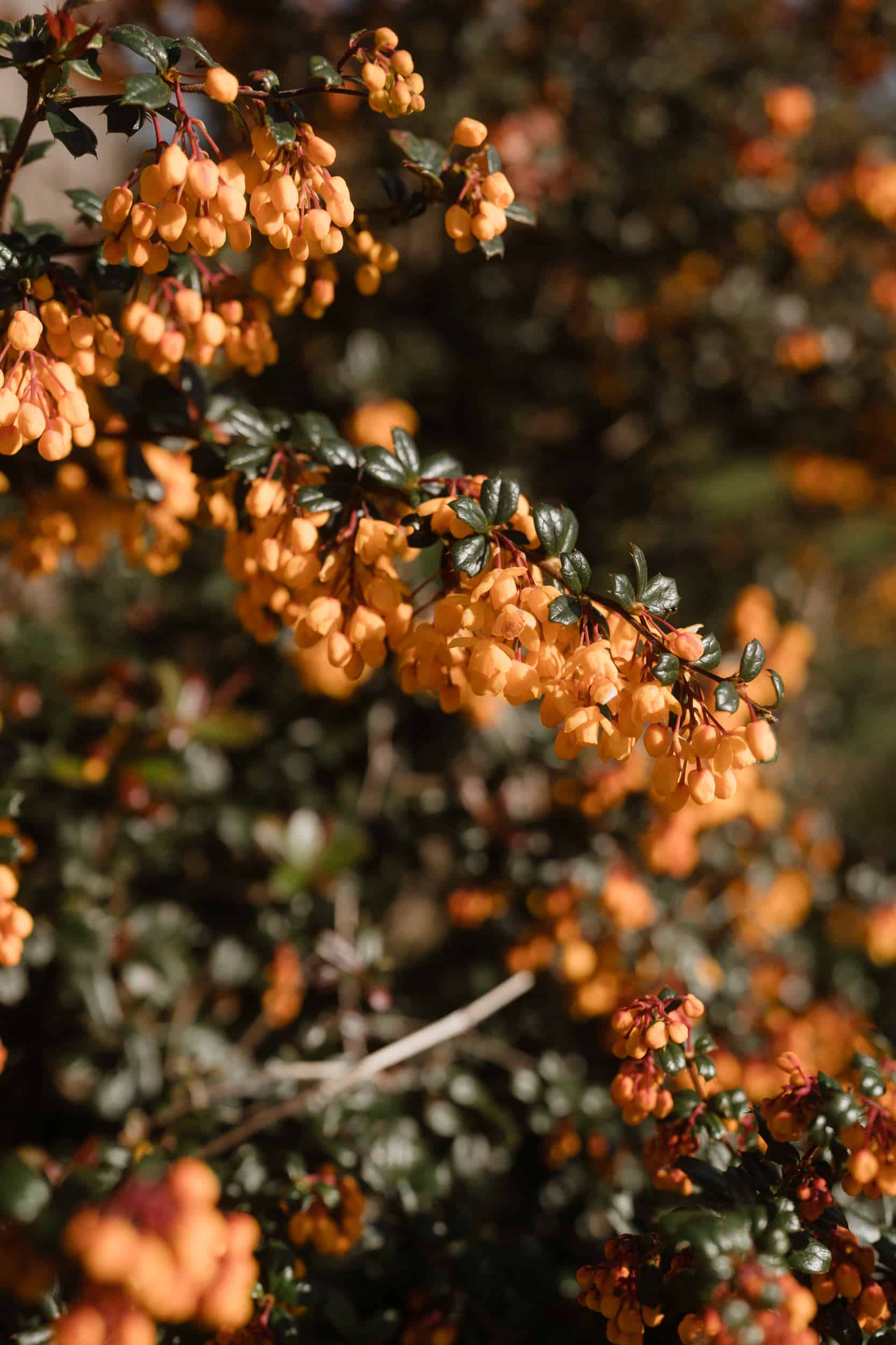 Best Parklands Quendon Hall Wedding Photographer Portfolio